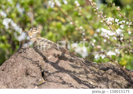 春の花咲く中で岩の上に佇むシマリス 自然の中の小さな野生動物 春の花咲く中で岩の上に佇むシマリス 自然の中の小さな野生動物 138015175