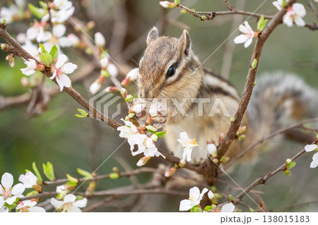 花を食べるシマリス 春の自然と可愛い野生動物 花を食べるシマリス 春の自然と可愛い野生動物 138015183