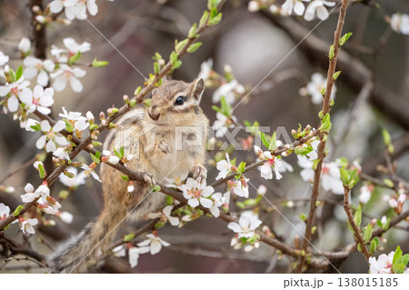 花の中で立ち上がるシマリス 春の自然と可愛い野生動物 138015185