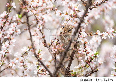 満開の花に囲まれたシマリス 春の自然と可愛い野生動物 138015189