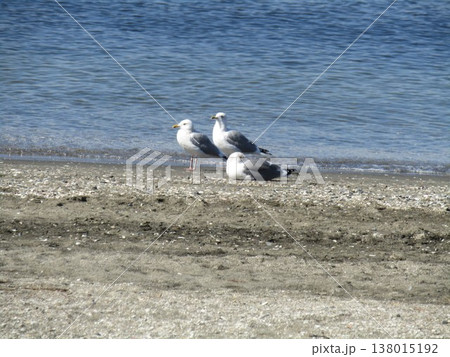検見川浜に来たセグロカモメ 138015192