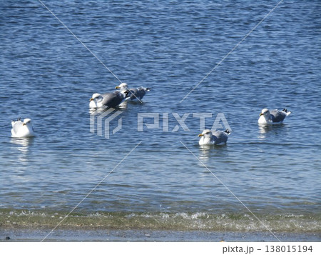 検見川浜に来たセグロカモメ 検見川浜に来たセグロカモメ 138015194