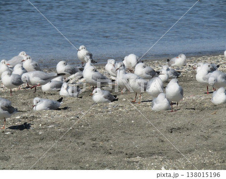 検見川浜砂浜で寛ぐユリカモメ 検見川浜砂浜で寛ぐユリカモメ 138015196