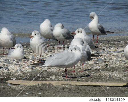 検見川浜砂浜で寛ぐユリカモメ 138015199