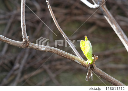 アジサイの新芽 アジサイの新芽 138015212