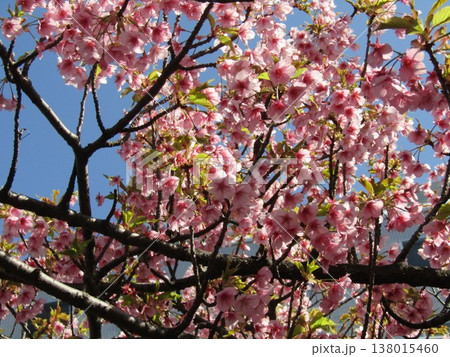 満開の稲毛海岸駅前の河津桜の桃色の花 満開の稲毛海岸駅前の河津桜の桃色の花 138015460