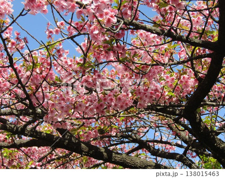 満開の稲毛海岸駅前河津桜の桃色の花 138015463