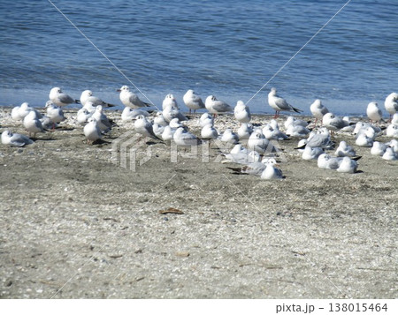 検見川浜砂浜で寛ぐユリカモメ 検見川浜砂浜で寛ぐユリカモメ 138015464