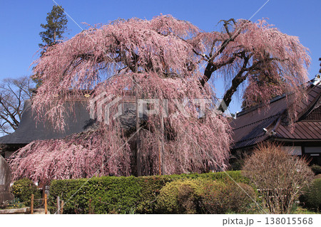 寺の大しだれ桜 寺の大しだれ桜 138015568