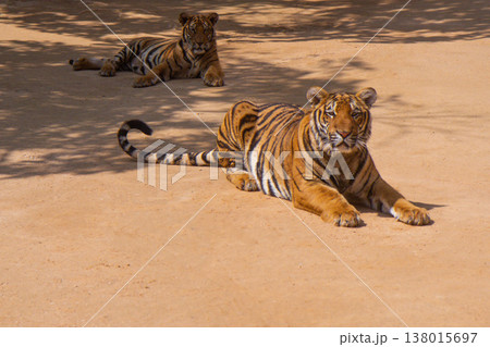 a beautiful big tiger is resting and walking around the zoo 138015697