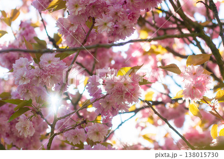close-up of beautiful cherry blossoms in the garden close-up of beautiful cherry blossoms in the garden 138015730