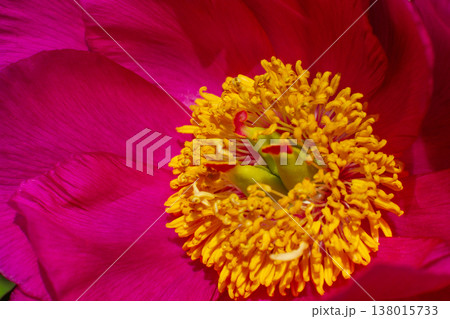 close up of a beautiful pink Paeonia suffruticosa flower in the garden 138015733