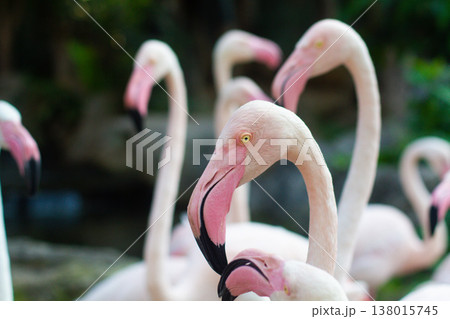 group of beautiful pink flamingos in the zoo group of beautiful pink flamingos in the zoo 138015745
