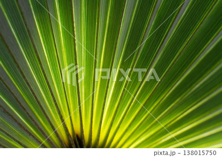 close up straight lines texture of green palm leaves close up straight lines texture of green palm leaves 138015750