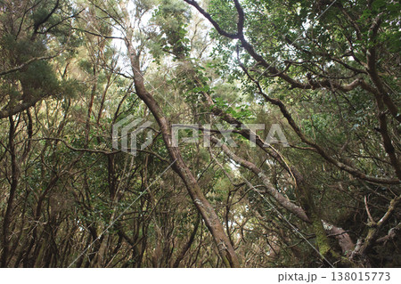 Enchanted laurel forest with mossy trees and twisted branches in Anaga Tenerife Enchanted laurel forest with mossy trees and twisted branches in Anaga Tenerife 138015773