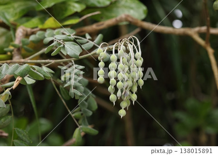 自然　植物　イソフジ、南方系のマメ科植物。公園でも見られますがもとは海岸の砂地などに自生しています 138015891