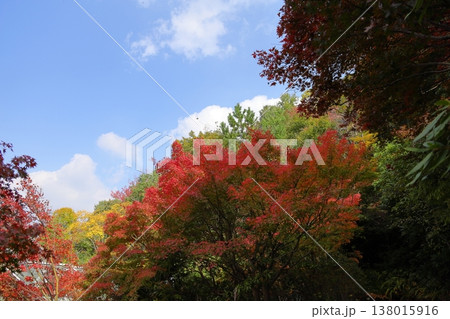 紅葉 イロハモミジの葉 紅葉 イロハモミジの葉 138015916