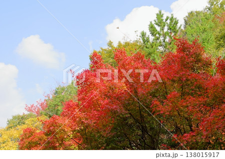 鮮やか 紅葉 イロハモミジの葉 鮮やか 紅葉 イロハモミジの葉 138015917