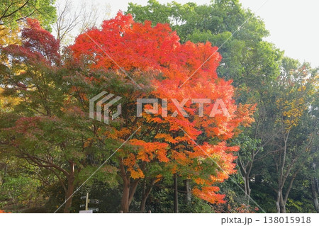 鮮やか 紅葉 イロハモミジの葉 鮮やか 紅葉 イロハモミジの葉 138015918