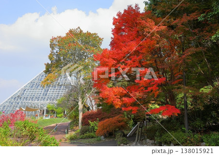 鮮やか　紅葉　イロハモミジの葉 138015921