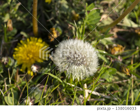 野原に生えたタンポポの綿毛 野原に生えたタンポポの綿毛 138016033
