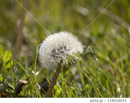 野原に生えたタンポポの綿毛 野原に生えたタンポポの綿毛 138016035