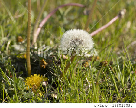 野原に生えたタンポポの綿毛 138016036