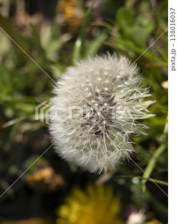 野原に生えたタンポポの綿毛 138016037