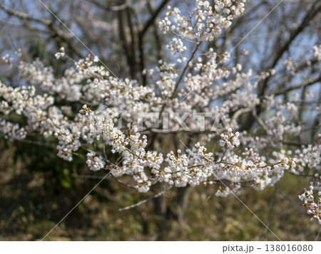 北雲雀きずきの森に咲いた桜の花 138016080