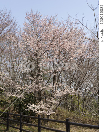 北雲雀きずきの森に咲いた桜の花 北雲雀きずきの森に咲いた桜の花 138016083
