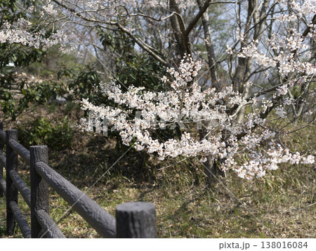 北雲雀きずきの森に咲いた桜の花 138016084