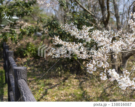 北雲雀きずきの森に咲いた桜の花 北雲雀きずきの森に咲いた桜の花 138016087