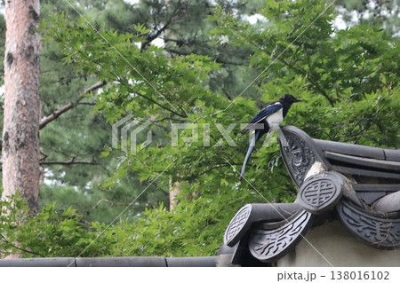 瓦屋根にとまるカササギと緑に囲まれた伝統建築の風景 138016102