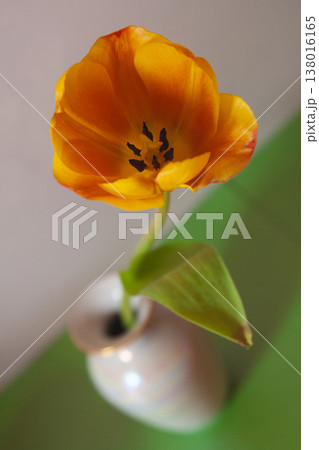 Close-up of a vibrant orange tulip in a small vase Close-up of a vibrant orange tulip in a small vase 138016165