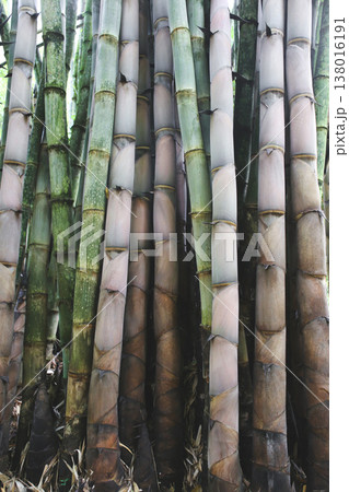 Close-up of thick bamboo stalks in a tropical grove 138016191