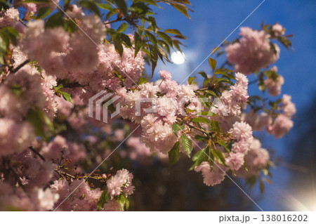 Lush clusters of double pink cherry blossoms on a spring tree Lush clusters of double pink cherry blossoms on a spring tree 138016202