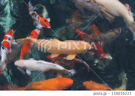 many beautiful colorful ornamental fish in the pond many beautiful colorful ornamental fish in the pond 138016221