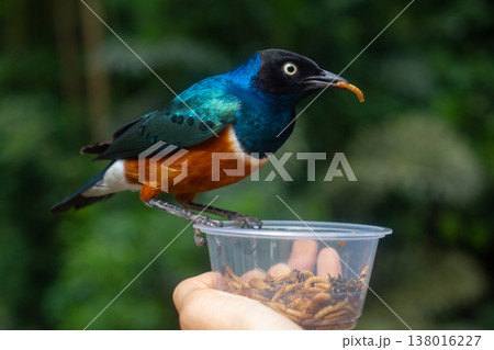 a beautiful colored bird Lamprotornis superbus sits on a hand and eats larvae 138016227