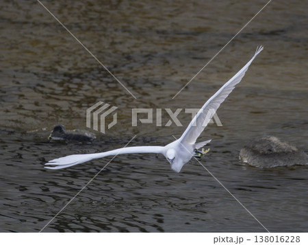 河川の上を飛ぶコサギ 138016228