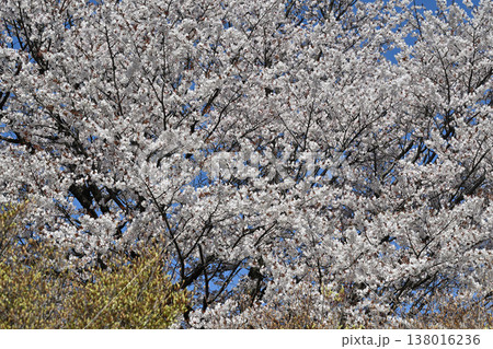 満開の桜 アカヤシオの丘 赤城麓 群馬県前橋市 満開の桜 アカヤシオの丘 赤城麓 群馬県前橋市 138016236
