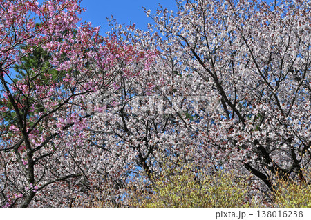 満開の桜　アカヤシオの丘　赤城麓　群馬県前橋市　　　　 138016238