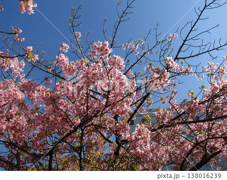 満開の稲毛海岸駅前河津桜の桃色の花 138016239