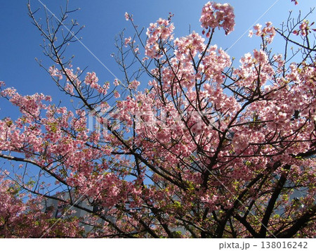 満開の稲毛海岸駅前河津桜の桃色の花 満開の稲毛海岸駅前河津桜の桃色の花 138016242