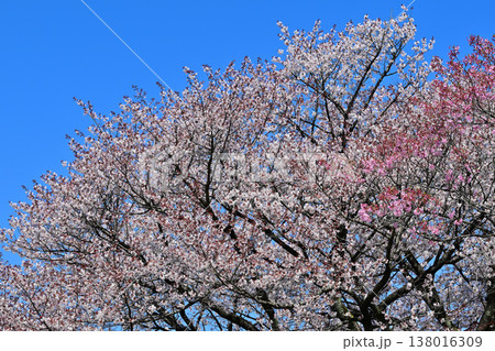 満開の桜 アカヤシオの丘 赤城麓 群馬県前橋市 満開の桜 アカヤシオの丘 赤城麓 群馬県前橋市 138016309