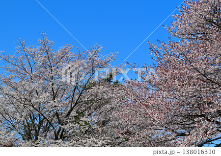 満開の桜 アカヤシオの丘 赤城麓 群馬県前橋市 満開の桜 アカヤシオの丘 赤城麓 群馬県前橋市 138016310