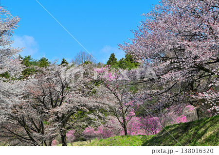 アカヤシオと桜 赤城麓 群馬県前橋市 アカヤシオと桜 赤城麓 群馬県前橋市 138016320