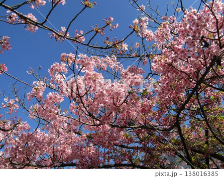 満開の稲毛海岸駅前河津桜の桃色の花 138016385