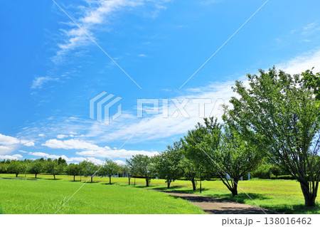 爽やかな夏の青空と公園の風景 138016462