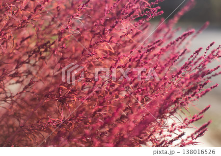 Close-up of reddish-pink Kochia scoparia in an outdoor setting Close-up of reddish-pink Kochia scoparia in an outdoor setting 138016526