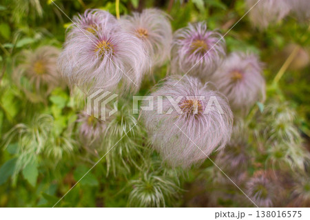 close-up of a beautiful Clematis flower in the garden 138016575